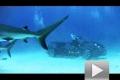 神的杰作 瘋狂甲殼蟲海底與鯊魚共舞